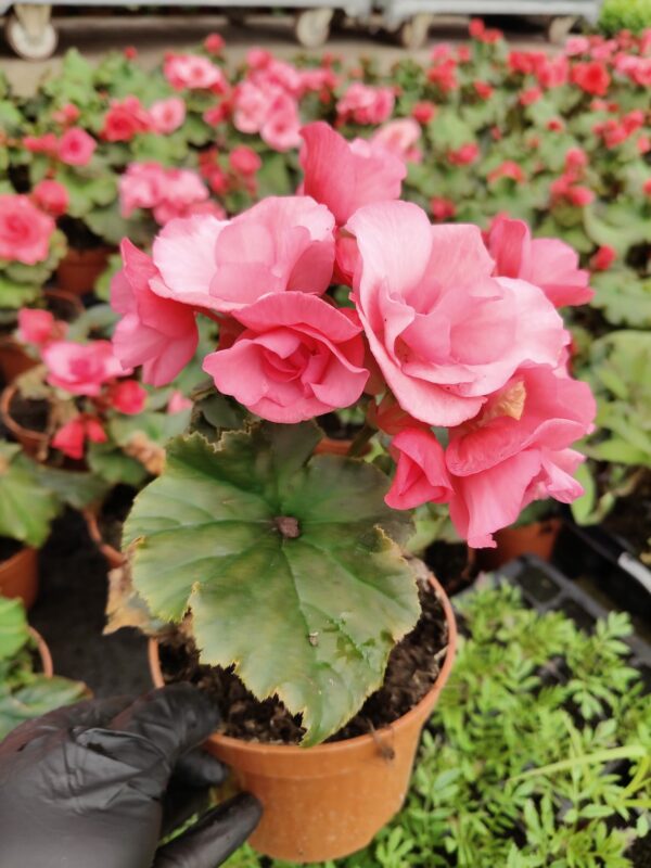 Begonia Solenia jasny róż - obrazek 3
