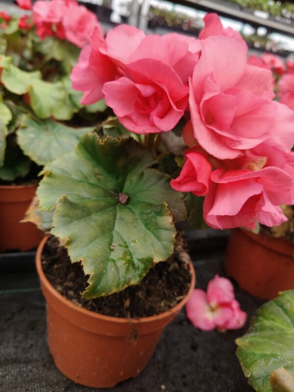 begonia bulwiasta; begonia królewska; begonia stale kwitnąca; begonia kaskadowa; begonia semperflorens; begonia rex; begonia; kwiat begonia; roślina doniczkowa; kwiaty domowe; kwiaty ozdobne; rośliny ozdobne; rośliny domowe; pielęgnacja begonii; jak podlewać begonię; begonia stanowisko; światło dla begonii; nawożenie begonii; rozmnażanie begonii; przesadzanie begonii; choroby begonii; szkodniki begonii; begonia na balkon; begonia do ogrodu; begonia w domu; kwiaty na lato; rośliny na parapet; ozdoba tarasu;