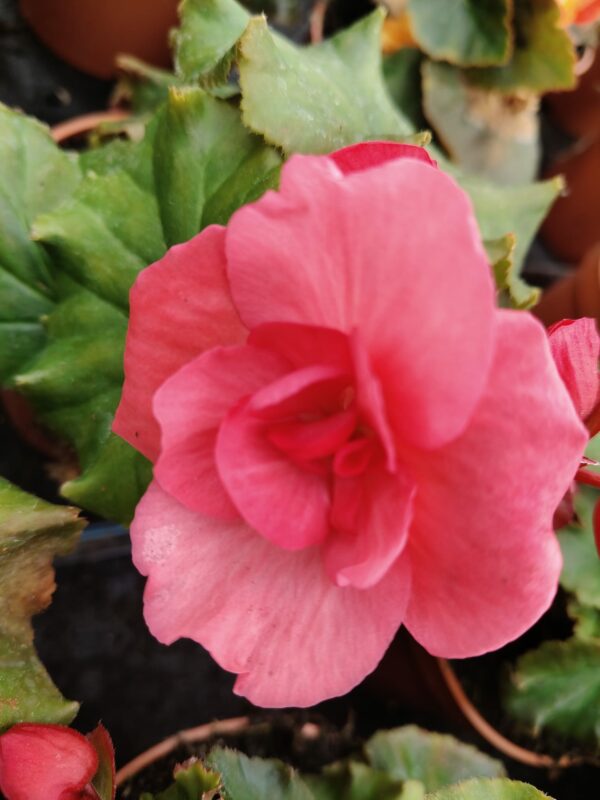 Begonia Solenia jasny róż - obrazek 4