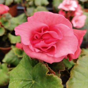 begonia bulwiasta; begonia królewska; begonia stale kwitnąca; begonia kaskadowa; begonia semperflorens; begonia rex; begonia; kwiat begonia; roślina doniczkowa; kwiaty domowe; kwiaty ozdobne; rośliny ozdobne; rośliny domowe; pielęgnacja begonii; jak podlewać begonię; begonia stanowisko; światło dla begonii; nawożenie begonii; rozmnażanie begonii; przesadzanie begonii; choroby begonii; szkodniki begonii; begonia na balkon; begonia do ogrodu; begonia w domu; kwiaty na lato; rośliny na parapet; ozdoba tarasu;