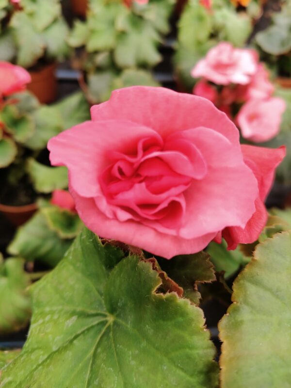 begonia bulwiasta; begonia królewska; begonia stale kwitnąca; begonia kaskadowa; begonia semperflorens; begonia rex; begonia; kwiat begonia; roślina doniczkowa; kwiaty domowe; kwiaty ozdobne; rośliny ozdobne; rośliny domowe; pielęgnacja begonii; jak podlewać begonię; begonia stanowisko; światło dla begonii; nawożenie begonii; rozmnażanie begonii; przesadzanie begonii; choroby begonii; szkodniki begonii; begonia na balkon; begonia do ogrodu; begonia w domu; kwiaty na lato; rośliny na parapet; ozdoba tarasu;